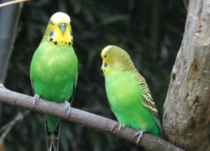 Perruche ondulée (Melopsittacus undulatus)