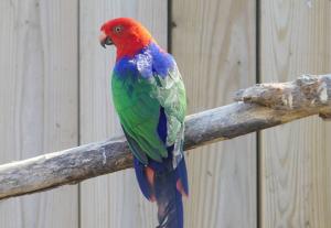Perruche royale (Alisterus scapularis)