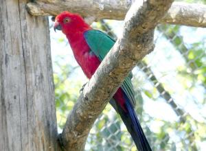Perruche tricolore - Psittaciformes (Alisterus amboinensis)