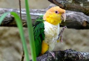 Caïque à ventre blanc (Pionites leucogaster)