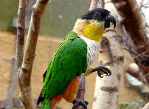 Caïque maïpourri (Pionites melanocephalus)