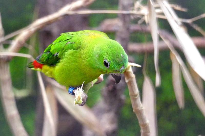Coryllis Coryllis à tête bleue (Loriculus galgulus)