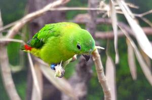 Coryllis Coryllis à tête bleue (Loriculus galgulus)