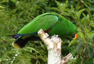 Grand Eclectus - Psittaciformes (Eclectus roratus)