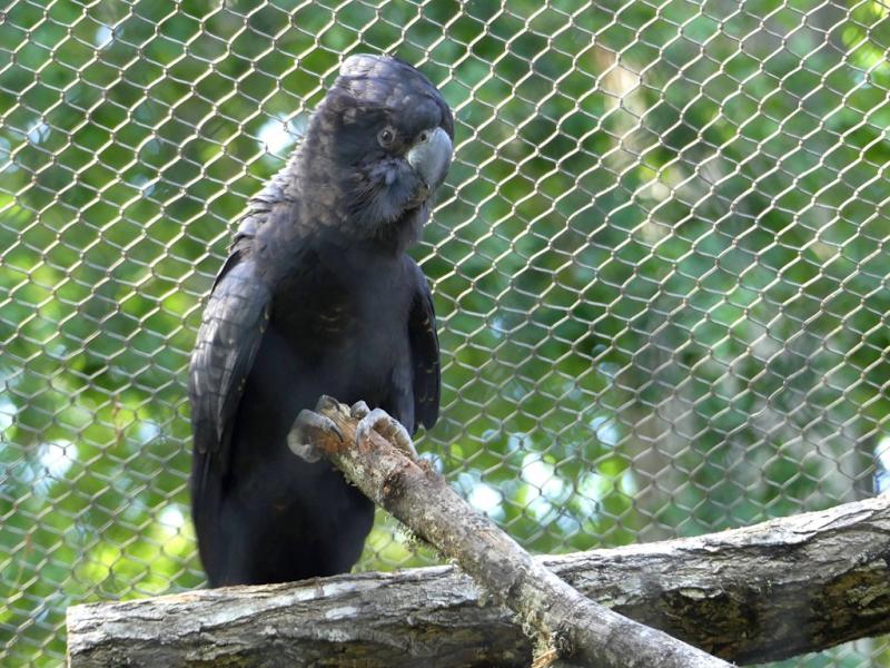 Grand Vaza (Coracopsis vasa)