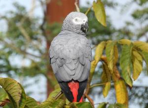 Gris du Gabon (Psittacus Erythacus)