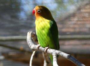 Inséparable de Fischer (Agapornis fischeri)