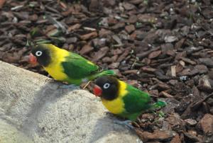 Inséparable masqué (Agapornis personatus)
