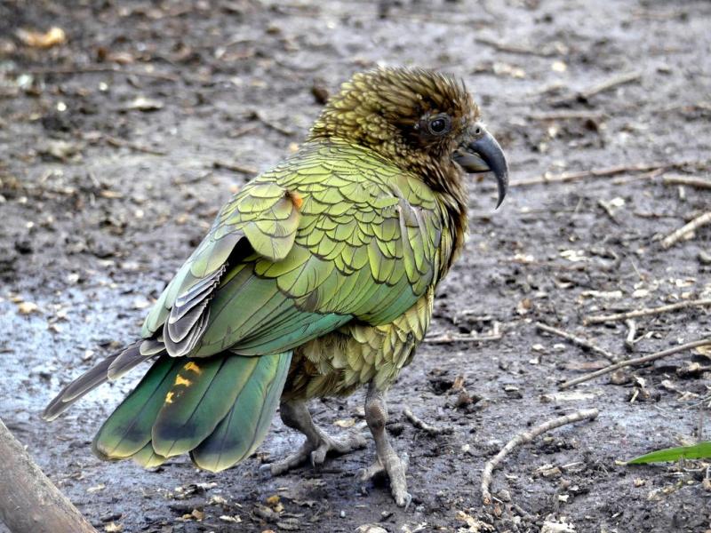 Kéa (Nestor notabilis)