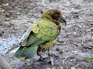 Kéa (Nestor notabilis)