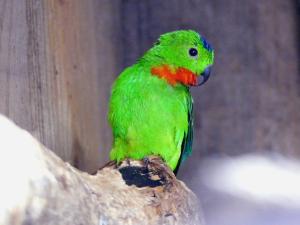 Coryllis à tête bleue (Loriculus galgulus)