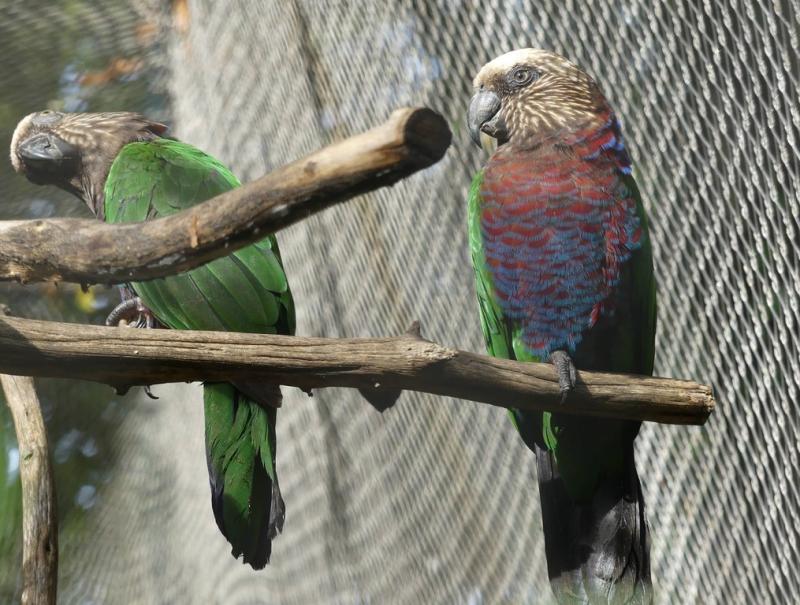 Papegeai maillé (Deroptyus accipitrinus accipitrinus)