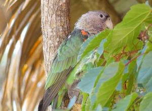 Perroquet à cou brun (Poicephalus fuscicollis)