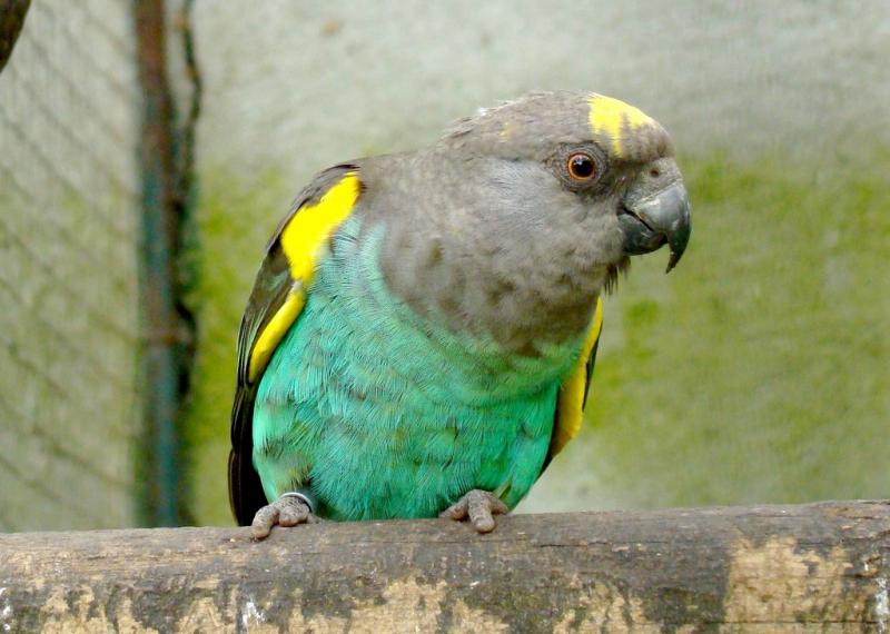 Perroquet de Meyer (Poicephalus meyeri)