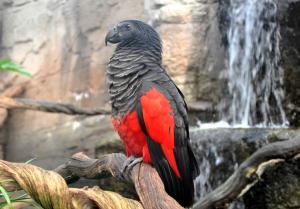 Perroquet de Pesquet - Psittaciformes (Psittrichas fulgidus)