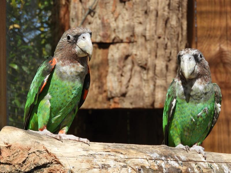 Perroquet robuste (Poicephalus robustus robustus)
