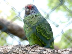 Perroquet youyou (Poicephalus senegalus)