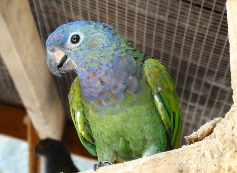 Pione à tête bleue (Pionus menstruus)