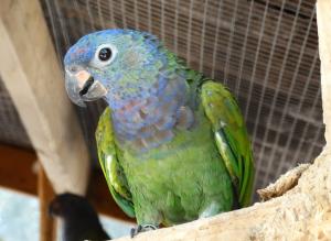 Pione à tête bleue (Pionus menstruus)