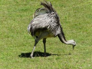 Nandou d'Amérique - Rhéiformes (Rhea americana)