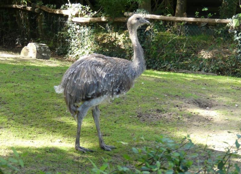 Nandou de Darwin (Rhea pennata)