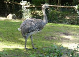 Nandou de Darwin (Rhea pennata)