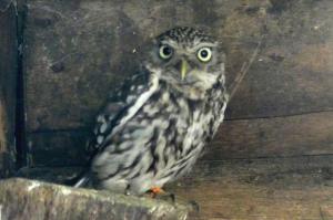 Chouette chevêche - Strigiformes (Athene noctua)