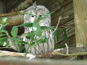 Chouette de l'Oural (Strix uralensis)