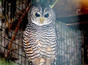 Chouette du Chaco - Strigiformes (Strix chacoensis)