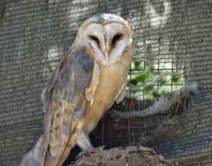 Chouette effraie (Tyto alba)