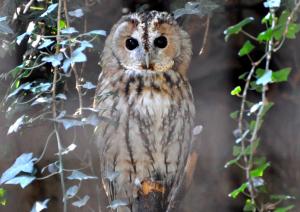 Chouette hulotte - Strigiformes (Strix aluco)