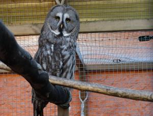 Chouette lapone (Strix nebulosa)