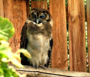 Chouette leptogramme (Strix leptogrammica)