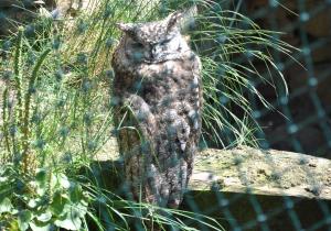 Grand-duc africain - Strigiformes (Bubo africanus)