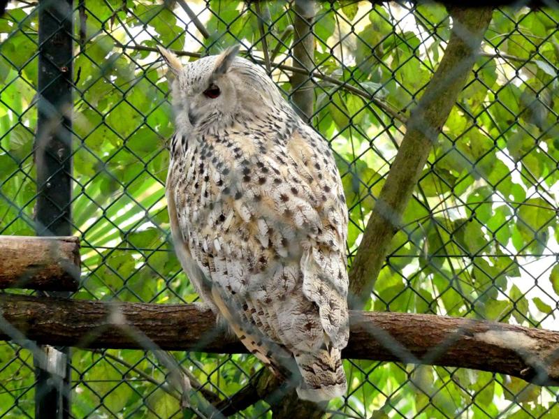 Grand-duc de Sibérie ( Bubo bubo sibiricus)