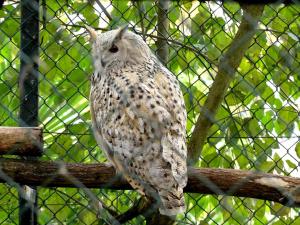 Grand-duc de Sibérie - Strigiformes ( Bubo bubo sibiricus)