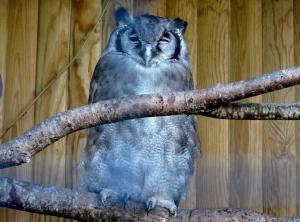 Grand-duc de Verreaux (Bubo lacteus)