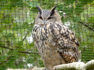 Grand-duc d'Europe - Strigiformes (Bubo bubo)