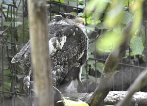 Grand-duc du Népal (Bubo nipalensis)