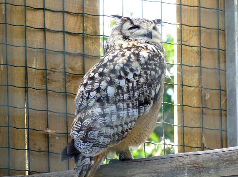 Grand-duc indien (Bubo bengalensis)