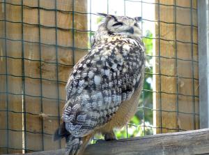 Grand-duc indien - Strigiformes (Bubo bengalensis)