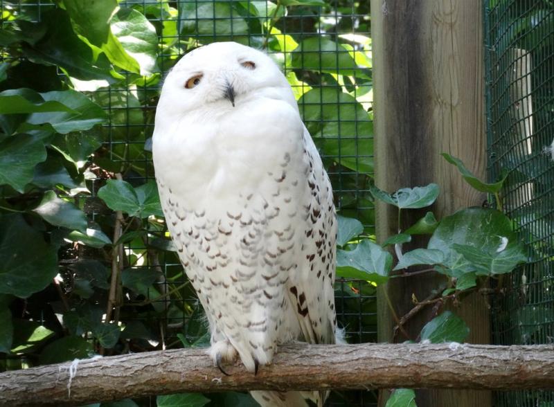 Harfang des neiges (Bubo scandiacus)