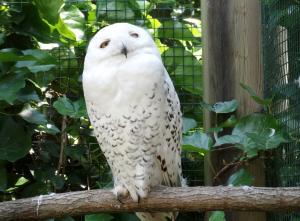 Harfang des neiges (Bubo scandiacus)