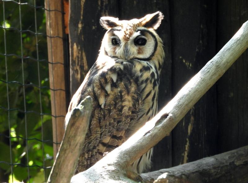 Hibou strié (Pseudoscops clamator)