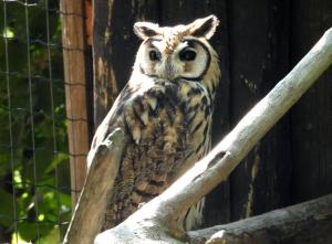 Strigiformes (Chouettes - Hiboux)