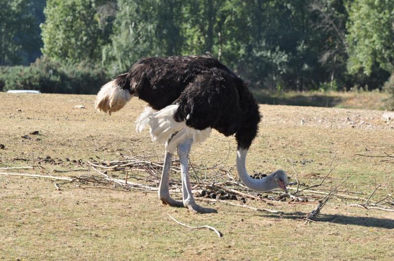 Autruche d'Afrique (Struthio camelus)