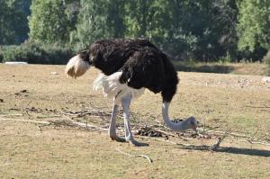 Autruche d'Afrique (Struthio camelus)