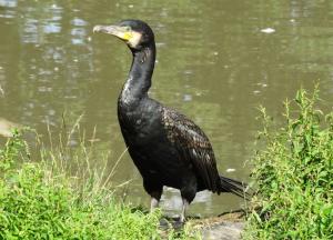 Cormoran à poitrine blanche - Suliformes (Phalacrocorax lucidus)