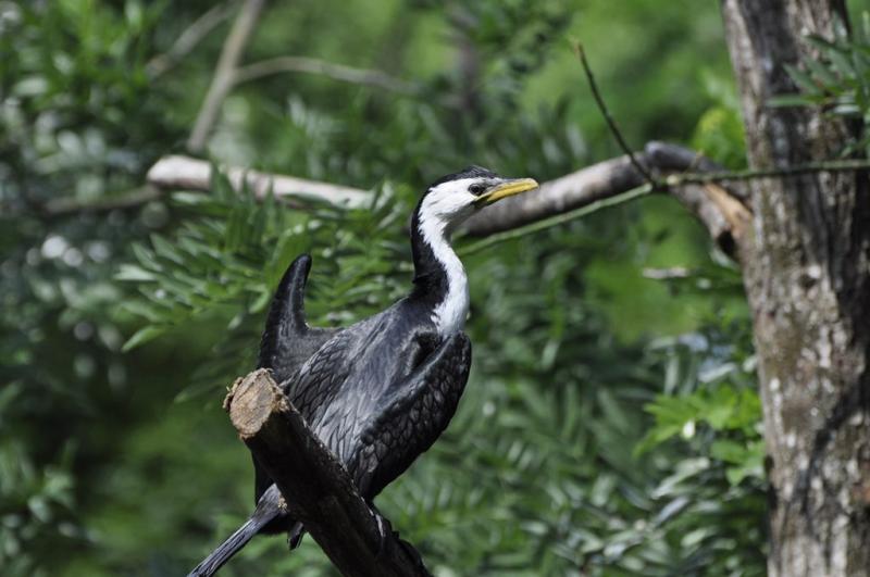Cormoran pie (Microcarbo melanoleucos)