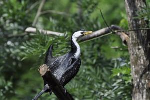 Cormoran pie (Microcarbo melanoleucos)